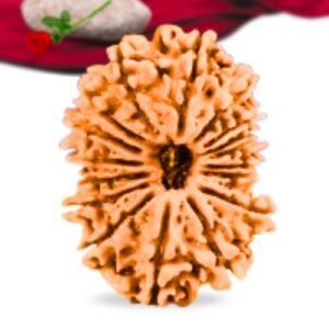17 Mukhi Nepali Rudraksha Collector Grade RLRN17CI Thumbnail