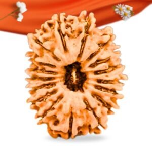 17 Mukhi Nepali Rudraksha Large Grade RLRN17LI Thumbnail
