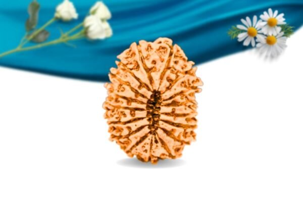 17 mukhi nepali rudraksha regular grade rlrn17ri back