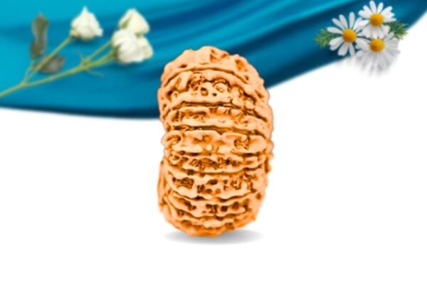 17 mukhi nepali rudraksha regular grade rlrn17ri side