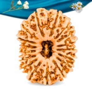 17 Mukhi Nepali Rudraksha Regular Grade RLRN17RI Thumbnail