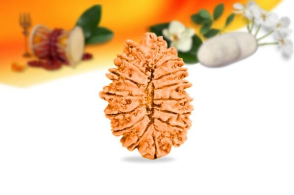 17 mukhi nepali rudraksha small grade rlrn17si back