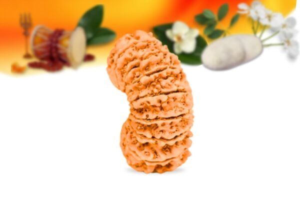 17 mukhi nepali rudraksha small grade rlrn17si side