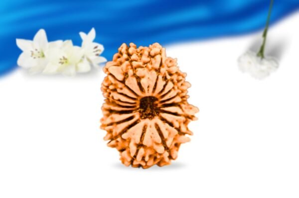 17 mukhi nepali rudraksha super collector grade rlrn17sci front