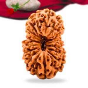 18 Mukhi Indonesian Rudraksha Collector Grade RLRI18CI Thumbnail