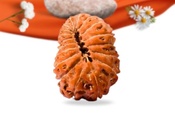 18 mukhi indonesian rudraksha large grade rlri18li back