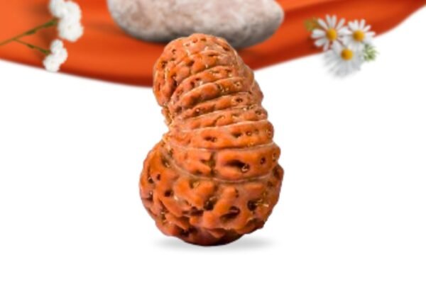 18 mukhi indonesian rudraksha large grade rlri18li side