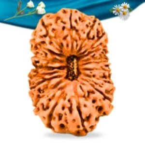 18 Mukhi Indonesian Rudraksha Regular Grade RLRI18RI Thumbnail