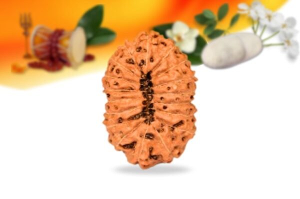 18 mukhi indonesian rudraksha small grade rlri18si back