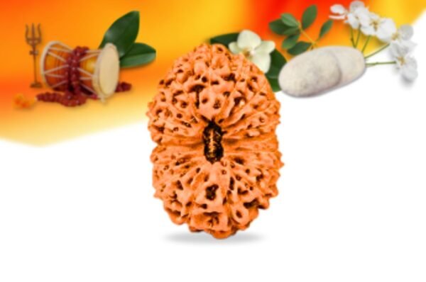 18 mukhi indonesian rudraksha small grade rlri18si front