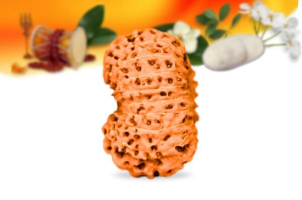 18 mukhi indonesian rudraksha small grade rlri18si side