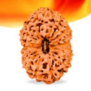 18 Mukhi Indonesian Rudraksha Small Grade RLRI18SI Thumbnail