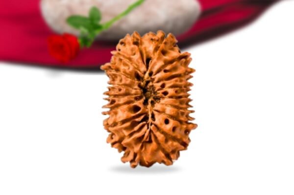 18 mukhi nepali rudraksha collector grade rlrn18ci back