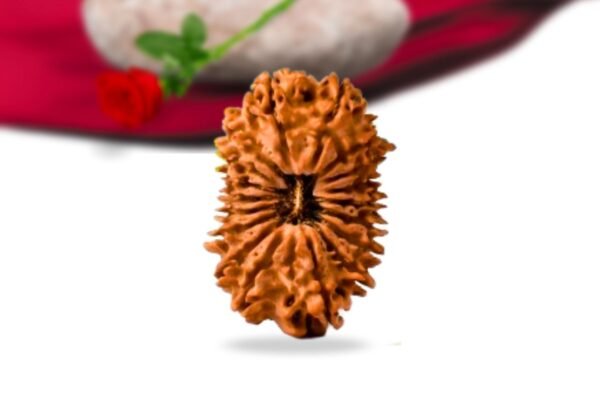 18 mukhi nepali rudraksha collector grade rlrn18ci front