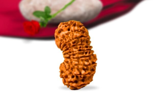 18 mukhi nepali rudraksha collector grade rlrn18ci side