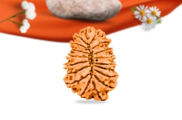 18 mukhi nepali rudraksha large grade rlrn18li back