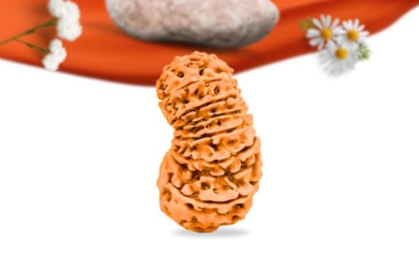 18 mukhi nepali rudraksha large grade rlrn18li side