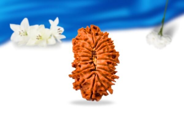 18 mukhi nepali rudraksha super collector grade rlrn18sci back