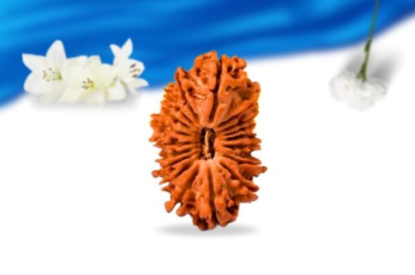 18 mukhi nepali rudraksha super collector grade rlrn18sci front