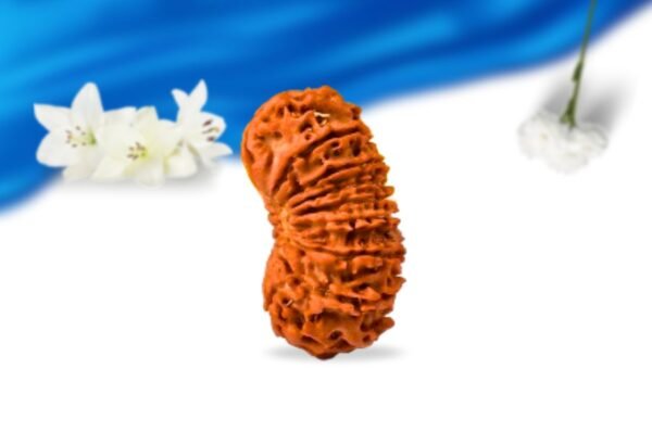 18 mukhi nepali rudraksha super collector grade rlrn18sci side