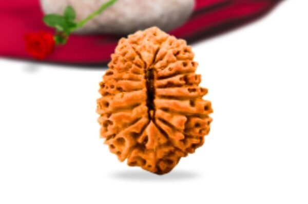 19 mukhi indonesian rudraksha collector grade rlri19ci back