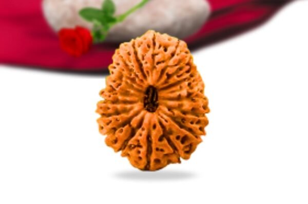 19 mukhi indonesian rudraksha collector grade rlri19ci front