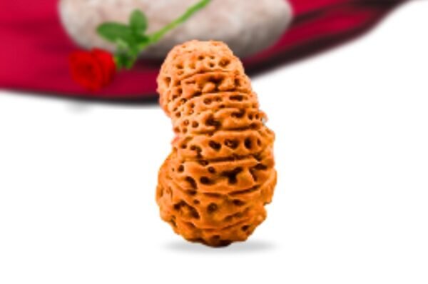 19 mukhi indonesian rudraksha collector grade rlri19ci side