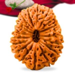 19 Mukhi Indonesian Rudraksha Collector Grade RLRI19CI Thumbnail