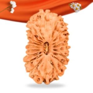 19 Mukhi Indonesian Rudraksha Large Grade RLRI19LI Thumbnail