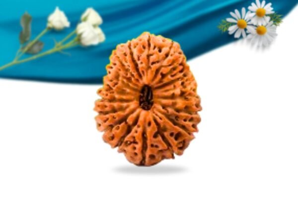 19 mukhi indonesian rudraksha regular grade rlri19ri front