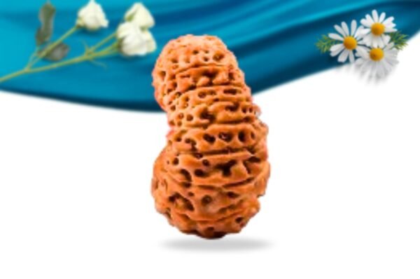 19 mukhi indonesian rudraksha regular grade rlri19ri side