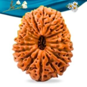 19 Mukhi Indonesian Rudraksha Regular Grade RLRI19RI Thumbnail