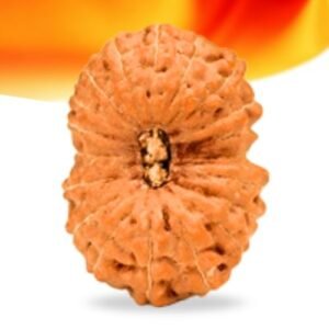 19 Mukhi Indonesian Rudraksha Small Grade RLRI19SI Thumbnail