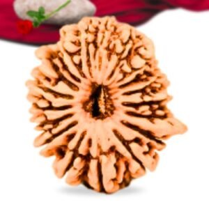 19 Mukhi Nepali Rudraksha Collector Grade RLRN19CI Thumbnail