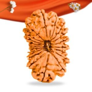 19 Mukhi Nepali Rudraksha Large Grade RLRN19LI Thumbnail