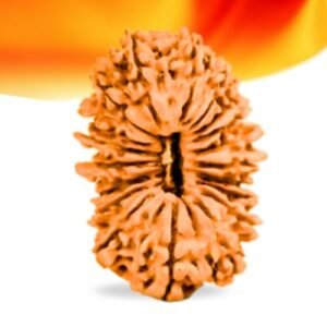 19 Mukhi Nepali Rudraksha Small Grade RLRN19SI Thumbnail