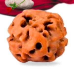 2 Mukhi Indonesian Rudraksha Collector Grade RLRI2CI Thumbnail