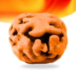 2 Mukhi Indonesian Rudraksha Small Grade RLRI2SI Thumbnail
