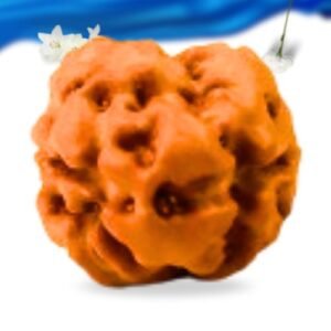 2 Mukhi Indonesian Rudraksha Super Collector Grade RLRI2SCI Thumbnail