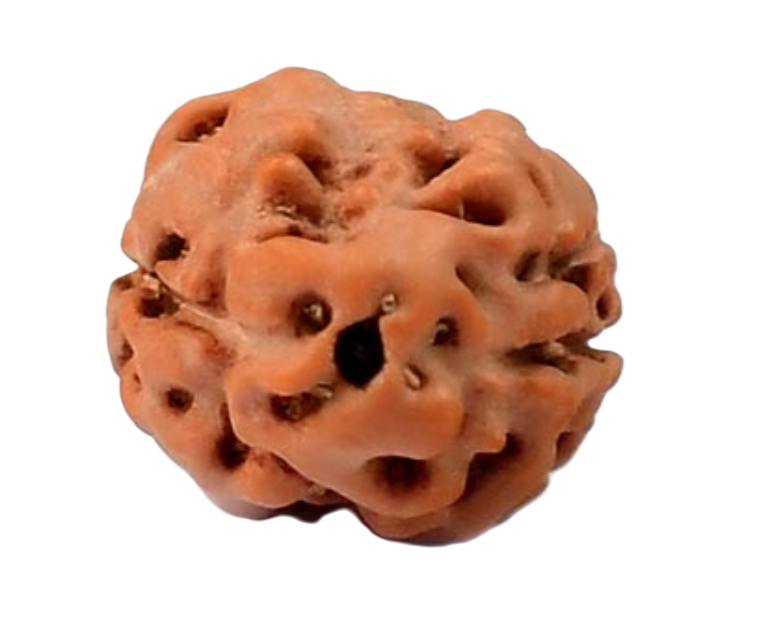 2 Mukhi Indonesian Rudraksha