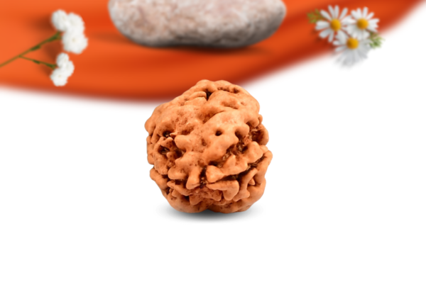 2 mukhi nepali rudraksha large grade rlrn2li back