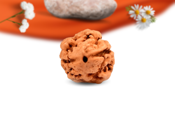 2 mukhi nepali rudraksha large grade rlrn2li front