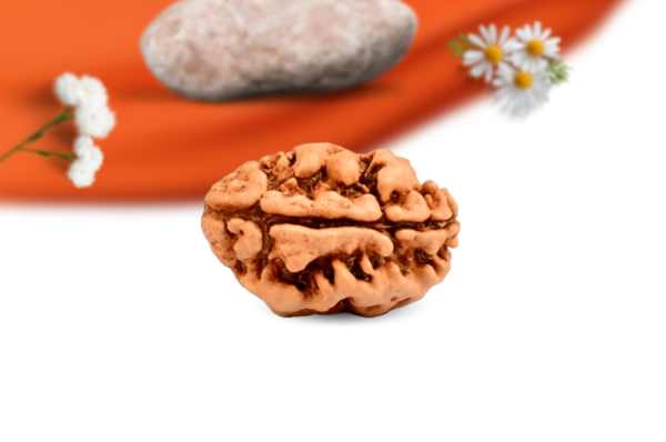 2 mukhi nepali rudraksha large grade rlrn2li side