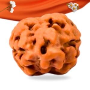 2 Mukhi Nepali Rudraksha Large Grade RLRN2LI Thumbnail