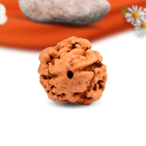 2 Mukhi Nepali Rudraksha Large Grade RLRN2LI Thumbnail