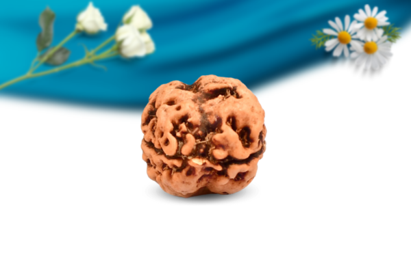 2 mukhi nepali rudraksha regular grade rlrn2ri back