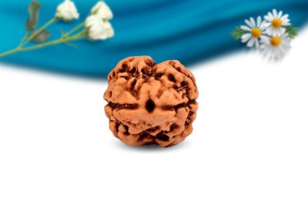 2 mukhi nepali rudraksha regular grade rlrn2ri front