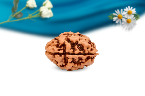 2 mukhi nepali rudraksha regular grade rlrn2ri side