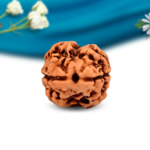 2 Mukhi Nepali Rudraksha Regular Grade RLRN2RI Thumbnail