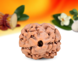 2 Mukhi Nepali Rudraksha Small Grade RLRN2SI
